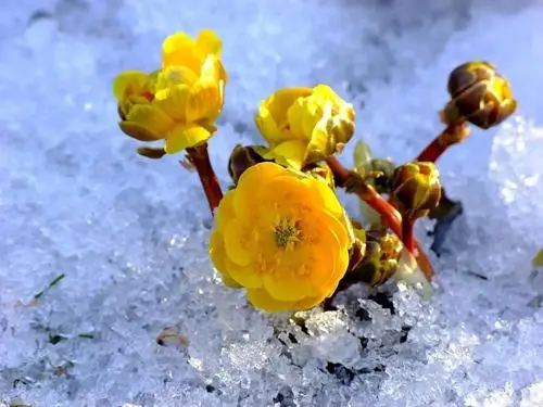【诗生活】蒲公英‖冰凌花(外一首）