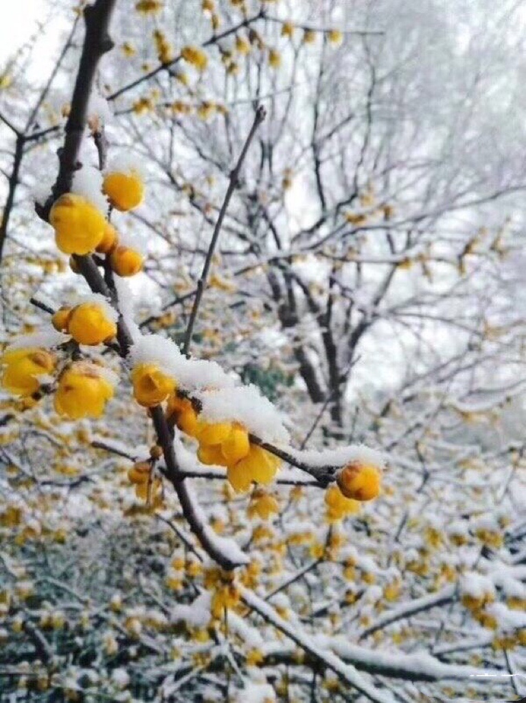 春夏秋冬（图8）