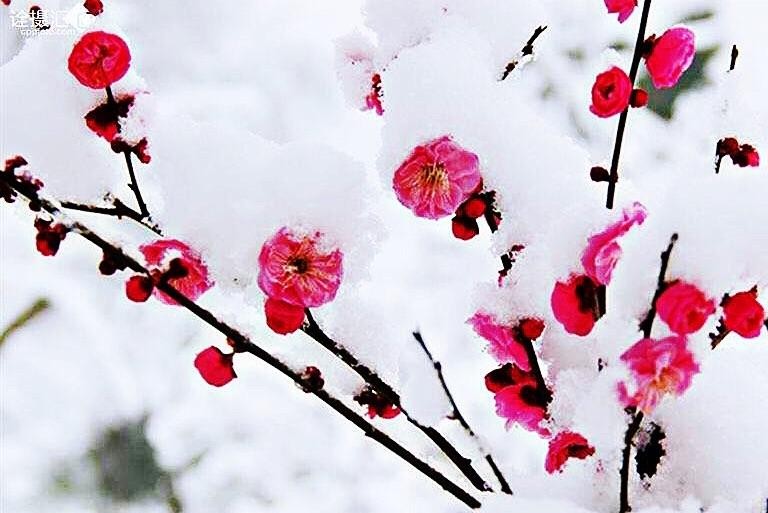 【潇湘文学社】潇湘芙蓉联社《06期》对句练习作品汇编（总251期）（图8）