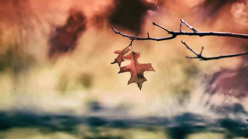 【江南诗絮-现代诗苑】0488（图21）