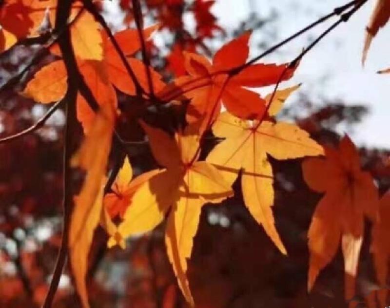 湘山红叶（图2）