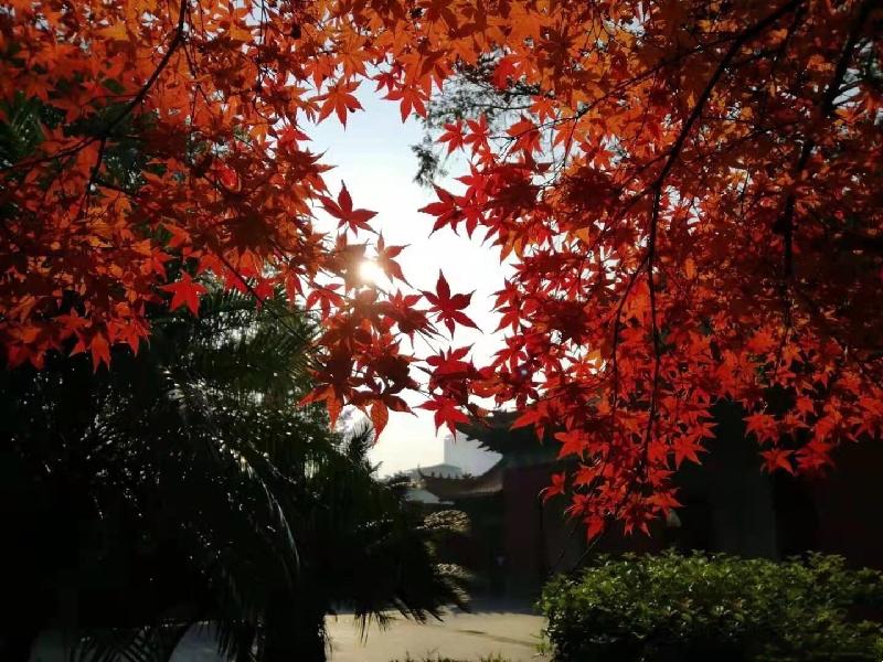 湘山红叶（图6）