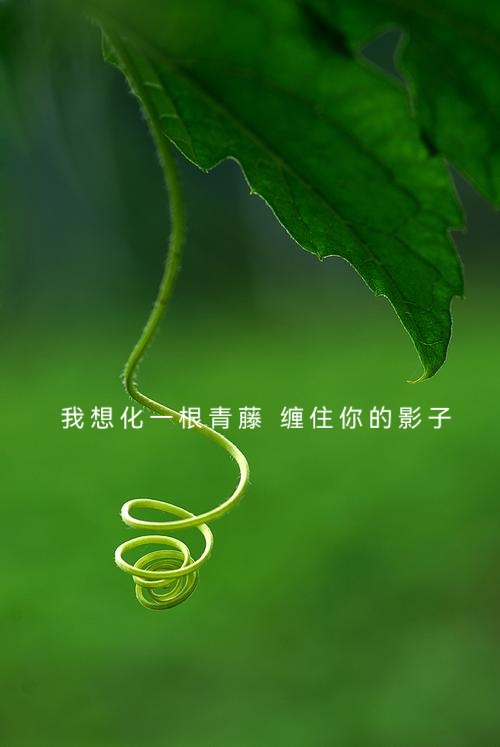 宋协龙诗歌ll致爱人ll诵读 茶香（图5）
