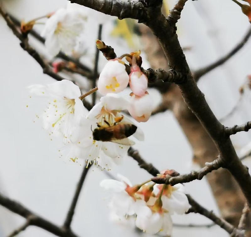 《旅日诗人-吴忠良》诗词（图8）