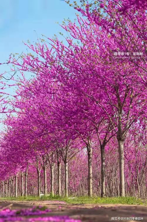 荐赏【神州源流诗苑】总第541期 [优秀现代诗]（含其他）周刊