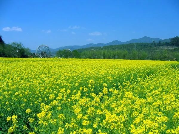 《花之语》作者/裴新政 主播/边城 编辑/胡琴(图32)