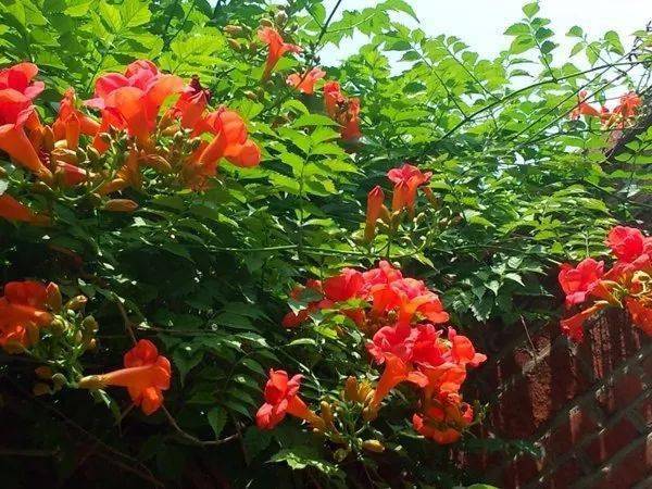 《花之语》作者/裴新政 主播/边城 编辑/胡琴(图26)