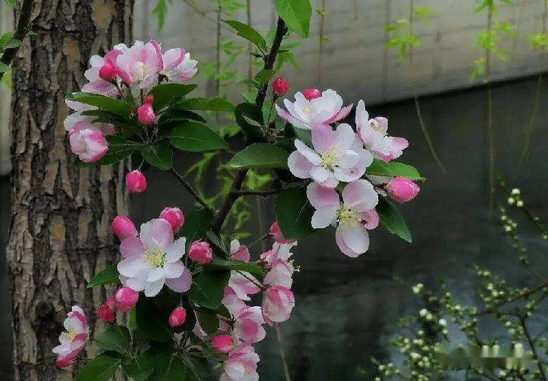 《花之语》作者/裴新政 主播/边城 编辑/胡琴(图24)