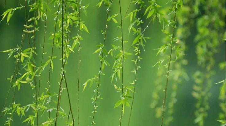 《花之语》作者/裴新政 主播/边城 编辑/胡琴(图18)
