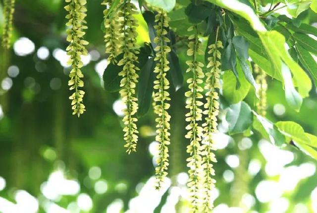 《花之语》作者/裴新政 主播/边城 编辑/胡琴(图17)