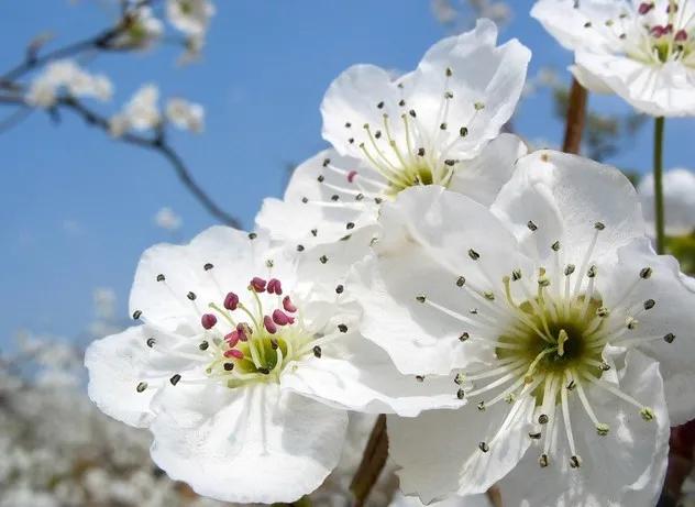 《花之语》作者/裴新政 主播/边城 编辑/胡琴(图16)