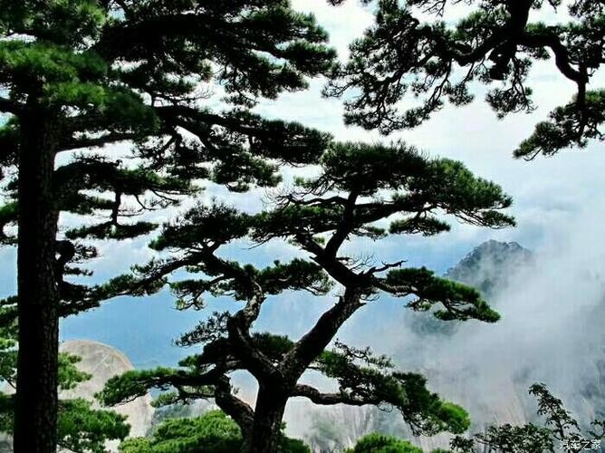 【古都新月诗词学社】第020期《青松》(图30)