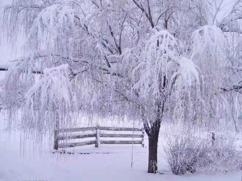 冰雪（图5）