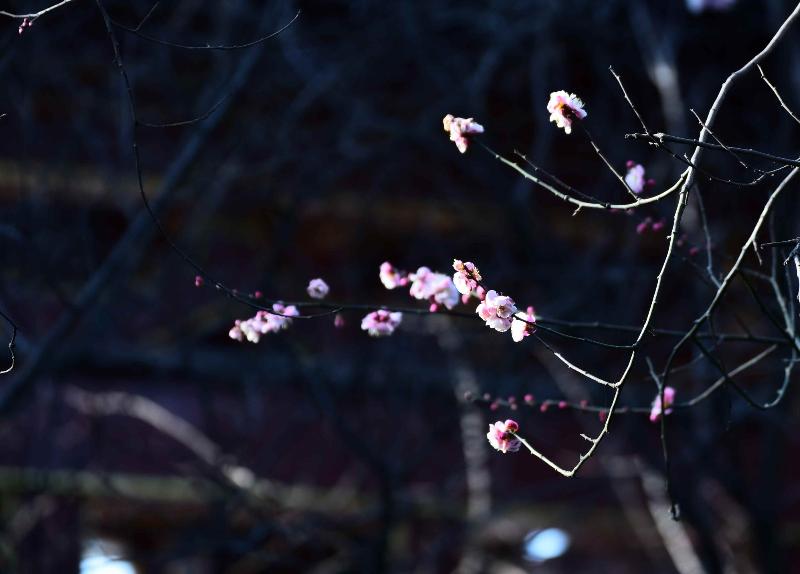 春望（图3）