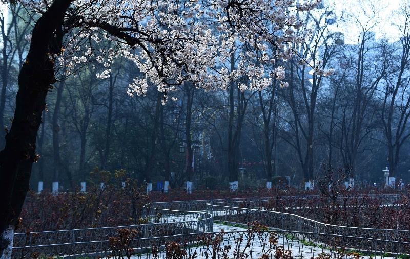 春望（图7）