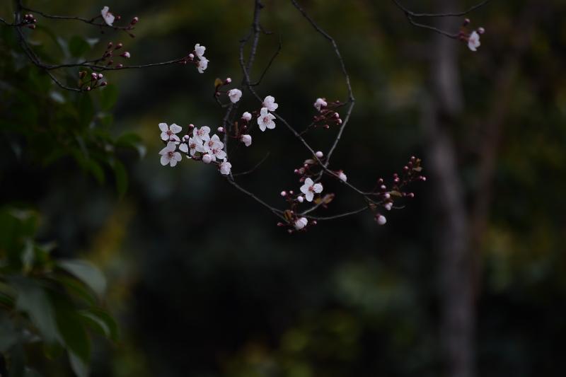 春望（图2）