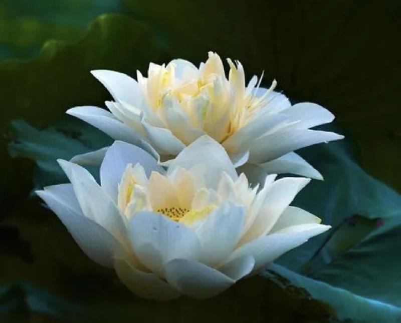 《揭秘莲花生大士》文/山东龙口市李庆成 制作/主编刘艳英【都市头条采菊东篱文学社】(图2)