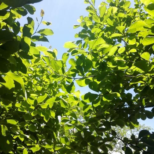 【九江文学社:北京头条】《致敬了,无私的树叶》文/喻永刚(图3)