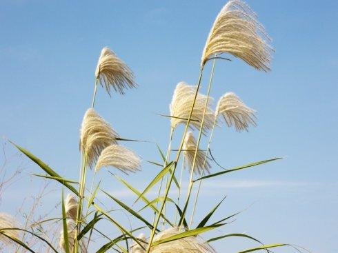 金华南山诗社孔飞老师 苇花随笔十首（图2）