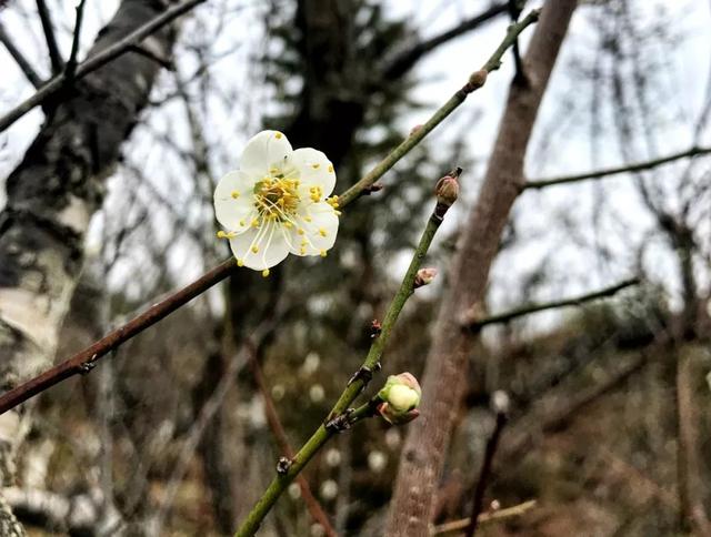 《花之语(二)》作者/裴新政 主播/山谷幽兰 编辑/胡琴(图6)