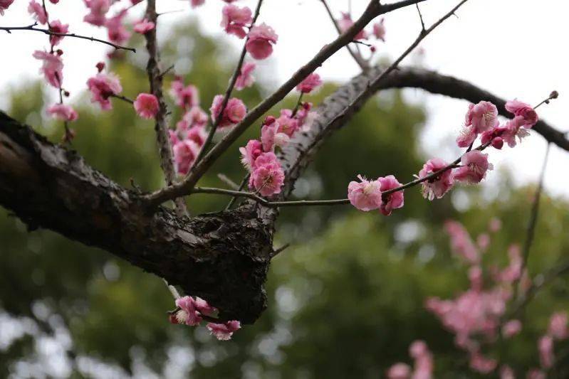 《花之语（二）》作者/裴新政 主播/山谷幽兰 编辑/胡琴（图9）