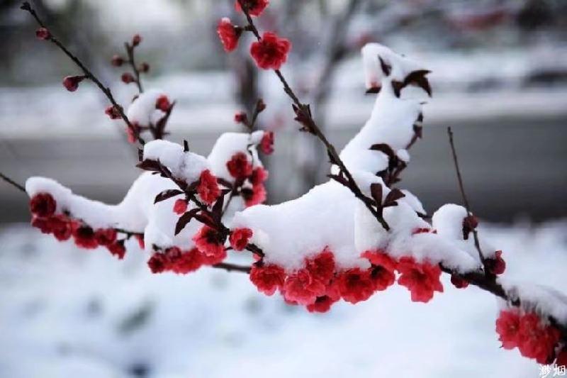 《花之语(二)》作者/裴新政 主播/山谷幽兰 编辑/胡琴(图15)