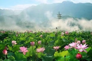 《花之语(二)》作者/裴新政 主播/山谷幽兰 编辑/胡琴(图26)