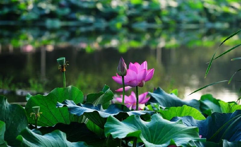 七绝四首（新韵）作者:王新华（河北）【冰心文化传媒】（图5）