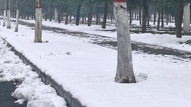 雪后春来 原作/梁立锋(图2)