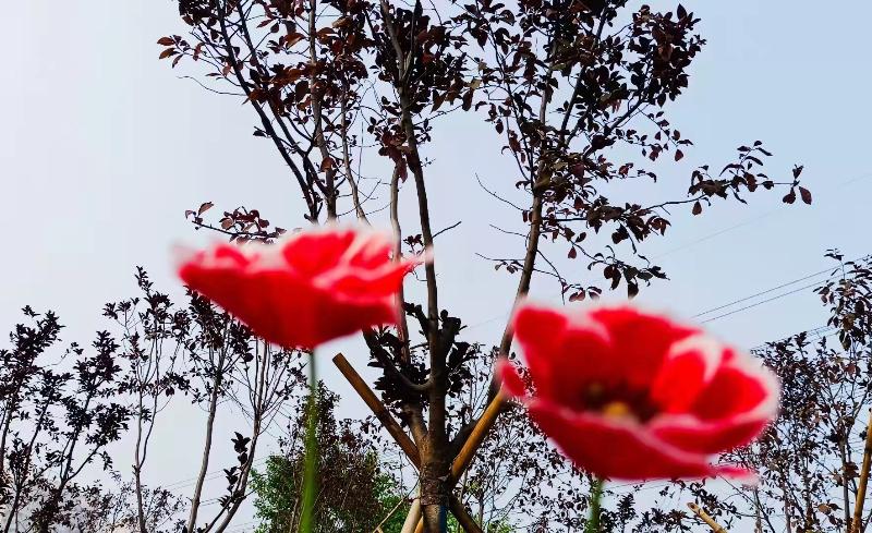 长绳系日（六）长绳日练七绝100首 作者：蔡雨芳华 京津沪头条（图16）