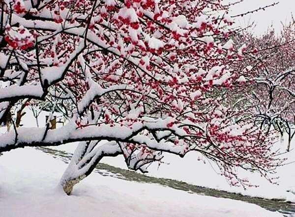 七绝·雪梅（图2）