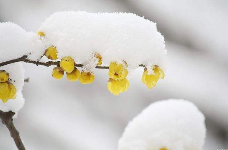 春从天上来•梅雪迎春｜作者：李帆（图2）