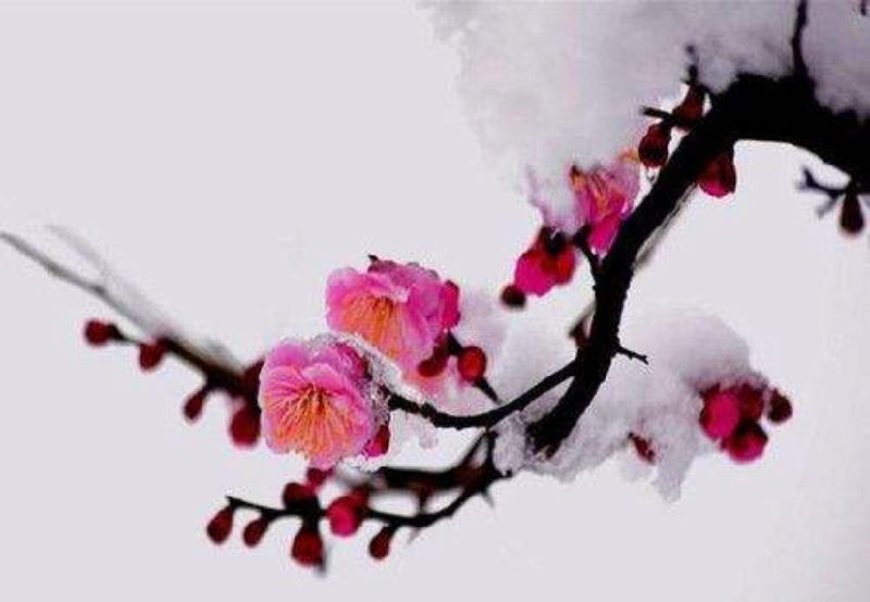 春从天上来•梅雪迎春｜作者：李帆