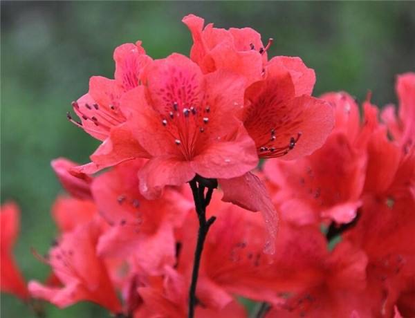 【新诗大观】杜鹃花开你却没来||文/最美的时光(图6)
