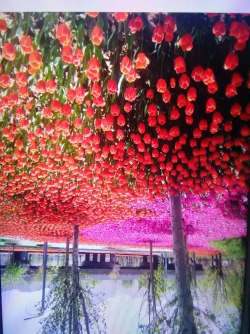 【桃源馨声】迎春接福‖作者:何笑天‖主播:芳草青青【总1061期】(图7)