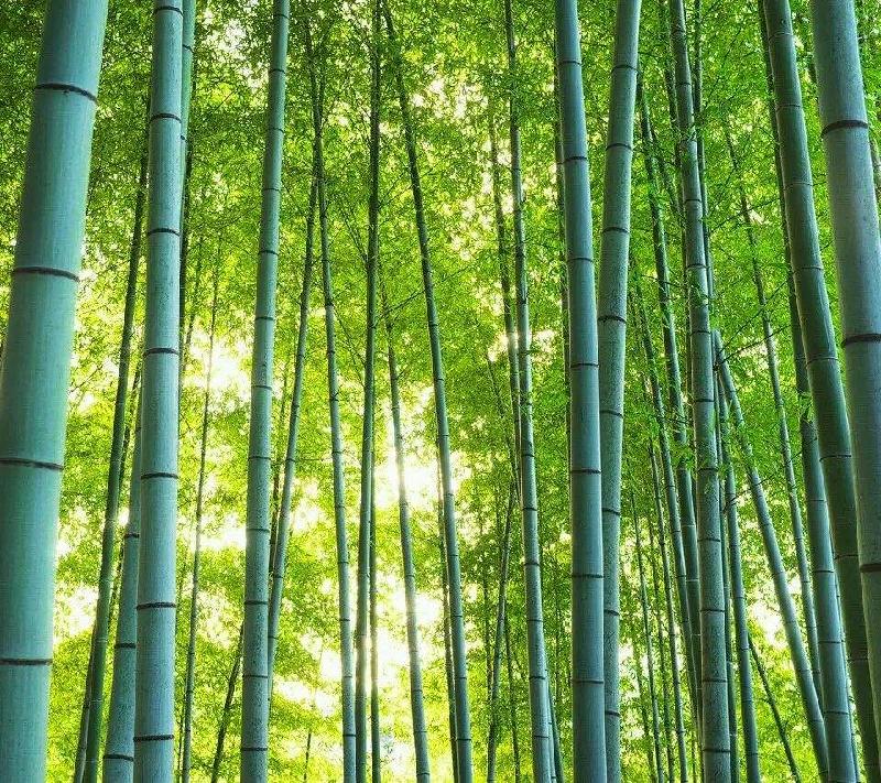 正月初三祭祖有怀\杨迎勋（图6）