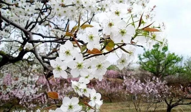 《梨花十题》作者:南子苏;金牌主播:贝文;编辑:宋梅【中国长江文学社】有声文学平台第3267期(图5)