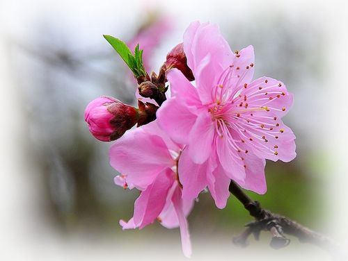 【新山东文学社】《春之吟（新韵）》作者/草门居士 主播/清水出芙蓉（图5）
