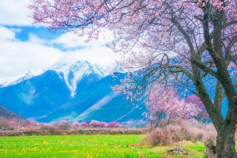 《在春天》作者:禇向平;金牌主播:贝文;编辑:宋梅【中国长江文学社】有声文学平台第3277期(图5)