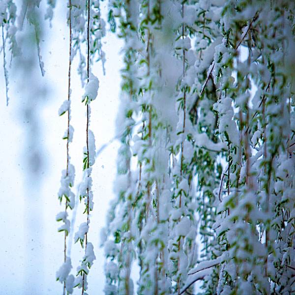 【梅园之音】听大梅朗诵《春雪情话》作者：陶鸿江（图6）