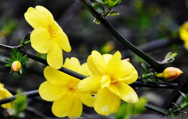 《迎春花》作者/侯文香 主播/童心未泯 编辑/胡琴(图2)