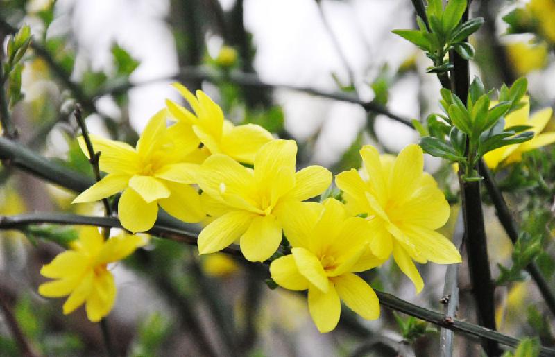 《迎春花》作者/侯文香 主播/童心未泯 编辑/胡琴(图3)