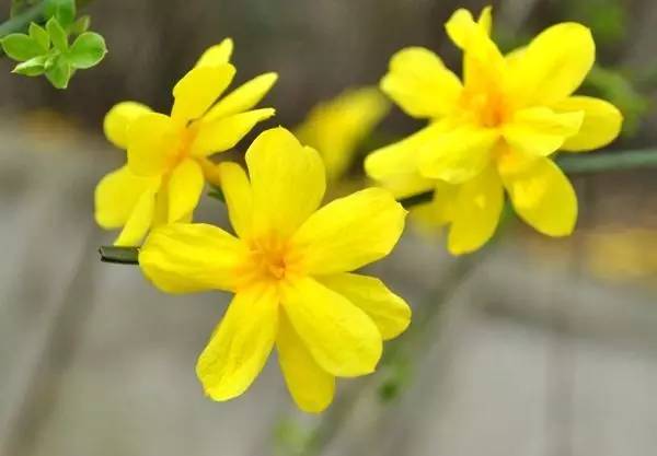 《迎春花》作者/侯文香 主播/童心未泯 编辑/胡琴(图4)