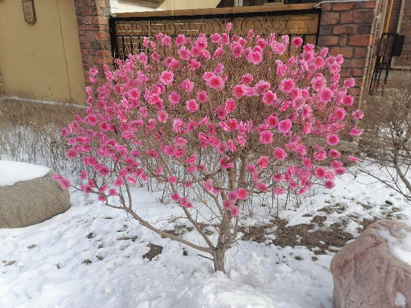 花开雪园 文/智子（青海）（11岁）京津沪头条文学平台发布（图2）