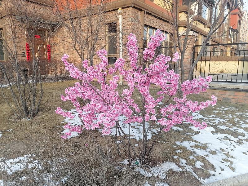 花开雪园 文/智子（青海）（11岁）京津沪头条文学平台发布（图4）