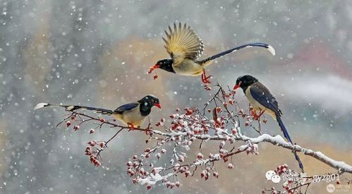 【春韵】刘考令//七律•飞雪迎春｛欣赏｝（图2）