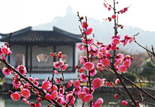 【新山东文学社】散文.《赏梅时节》作者/朱守平 主播/清风（图5）