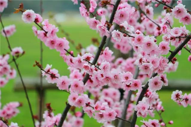 【新山东文学社】散文.《赏梅时节》作者/朱守平 主播/清风（图4）
