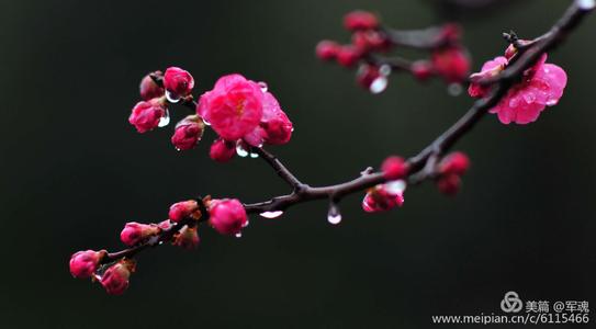 【新山东文学社】散文.《赏梅时节》作者/朱守平 主播/清风（图3）