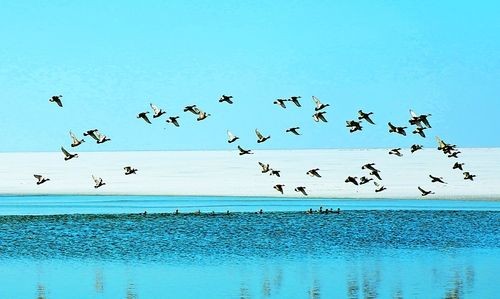 【枫雅汇看图约诗】第223期《才看艳蕾破春晴》(图16)